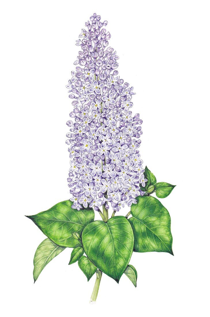 Lilac (Syringa vulgaris) flowering spike, illustration