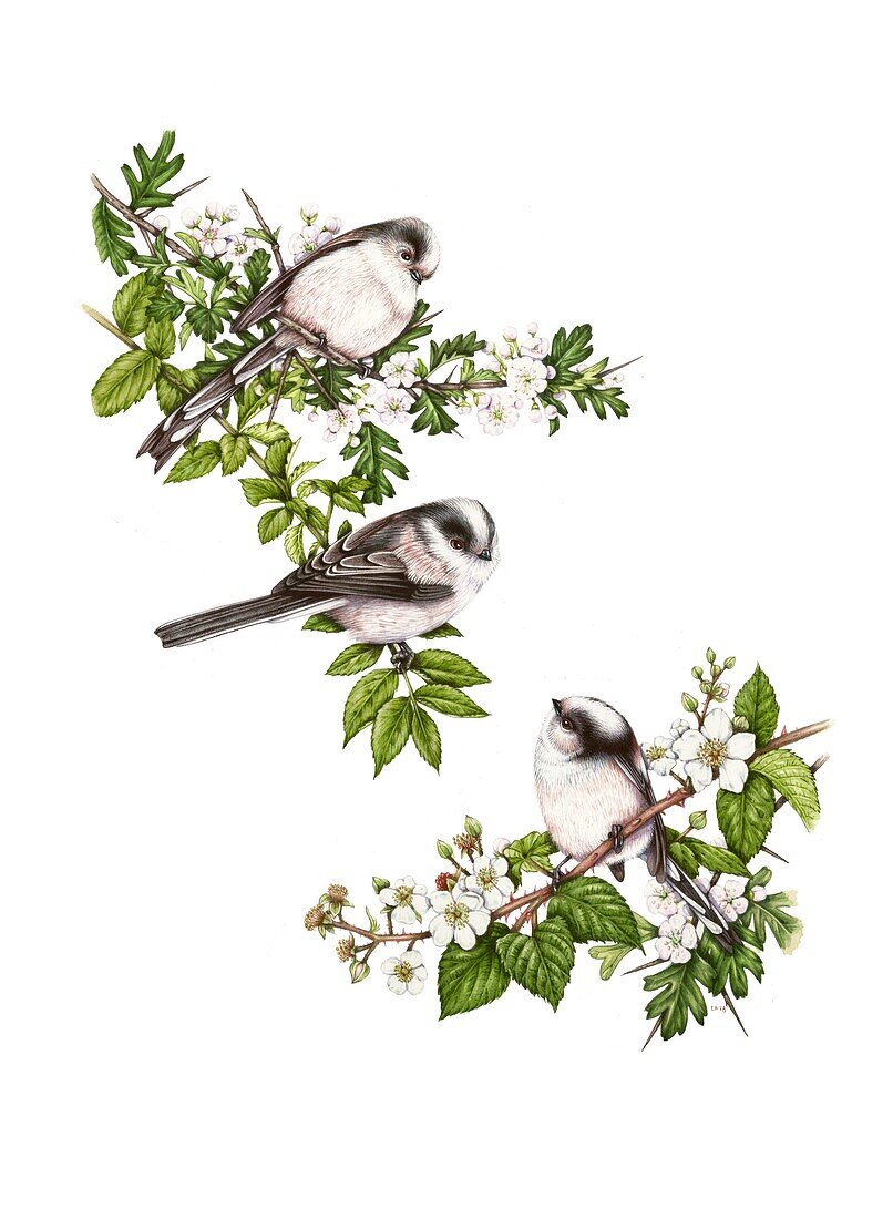 Long-tailed tits on hawthorn blossom, illustration