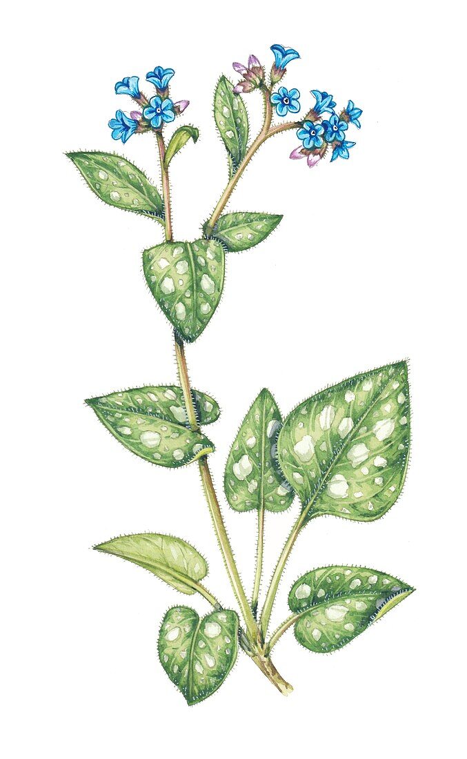 Lungwort (Pulmonaria officinalis), illustration