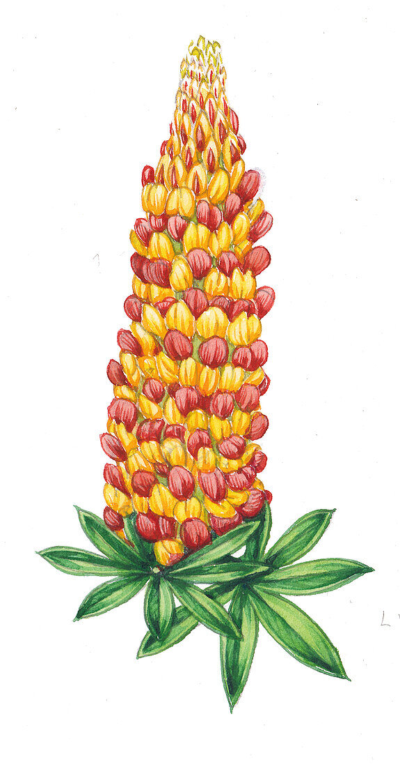 Lupin Russel group (Lupinus x regalis), illustration