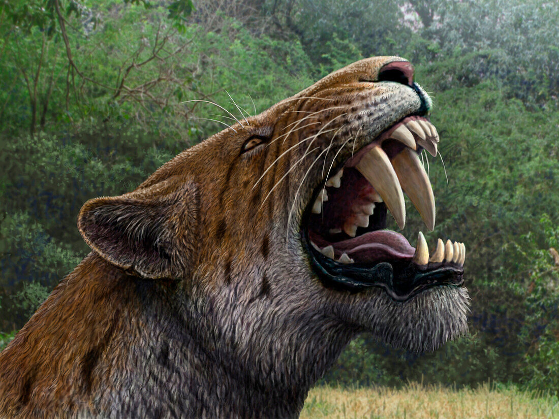 Homotherium sp. prehistoric cat snarling, illustration