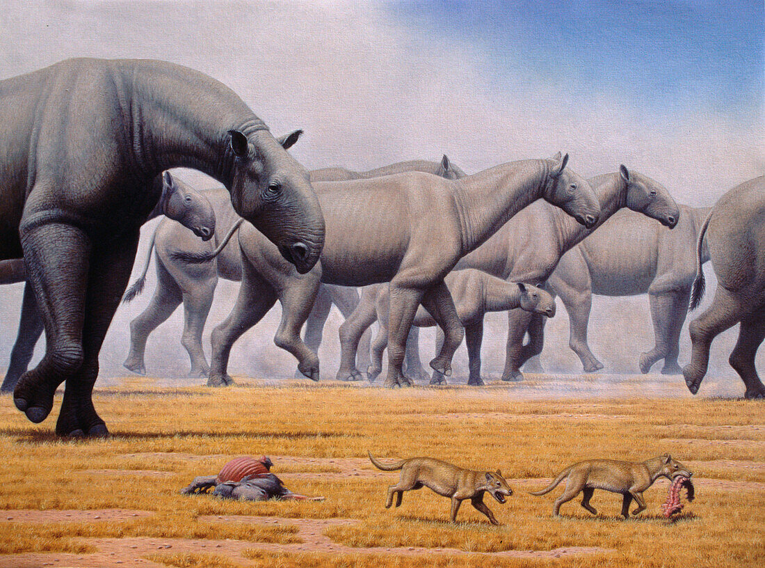 Herd of Paraceratherium extinct mammals, illustration