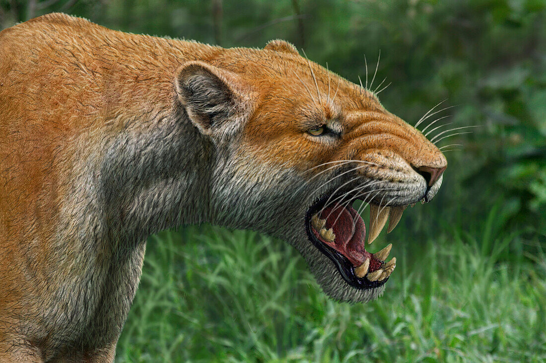 Snarling Xenosmilus sabre-toothed cat, illustration