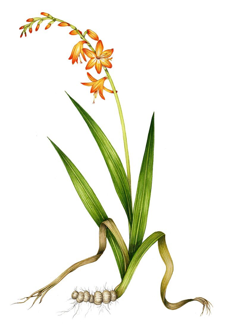Monbretia (Crocosmia x crocosmiliiflora), illustration