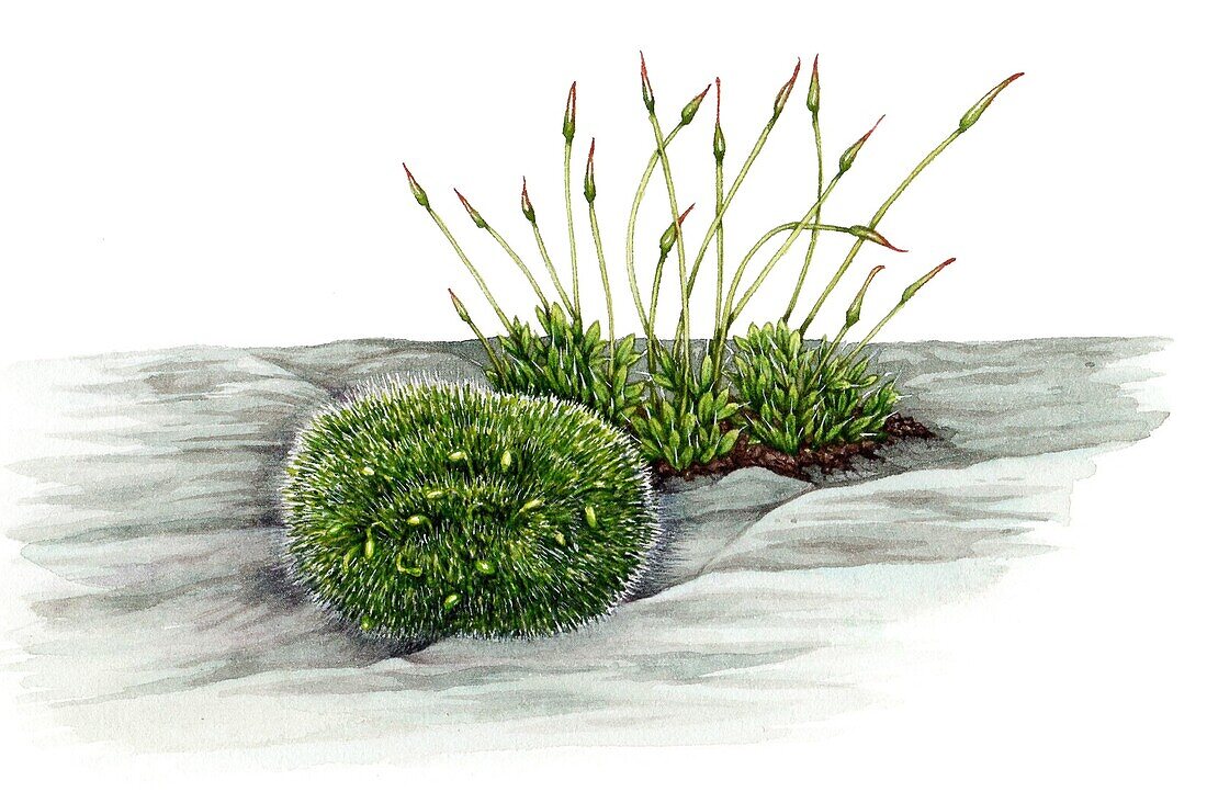 Grey cushioned grimmia and wall screw-moss, illustration