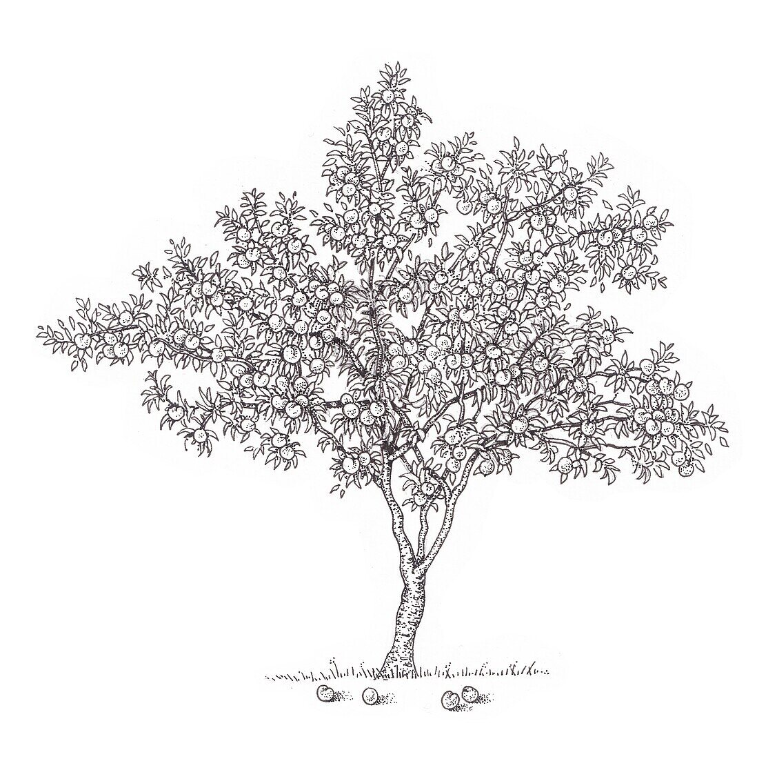 Peach (Prunus persica) tree, illustration