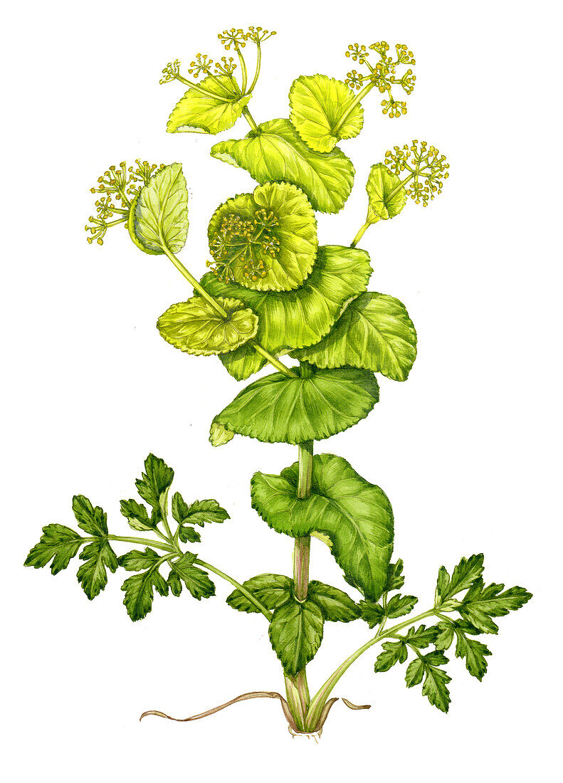 Perfoliate Alexanders (Smyrnium perfoliatum), illustration