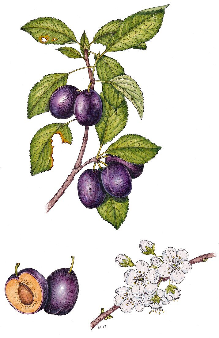 Plum (Prunus prunus), illustration