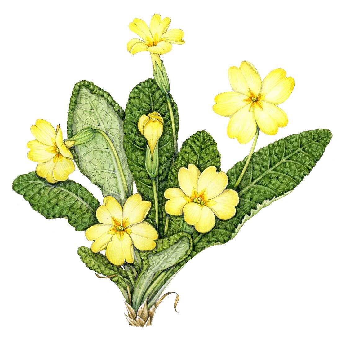 Primrose (Primula vulgaris), illustration