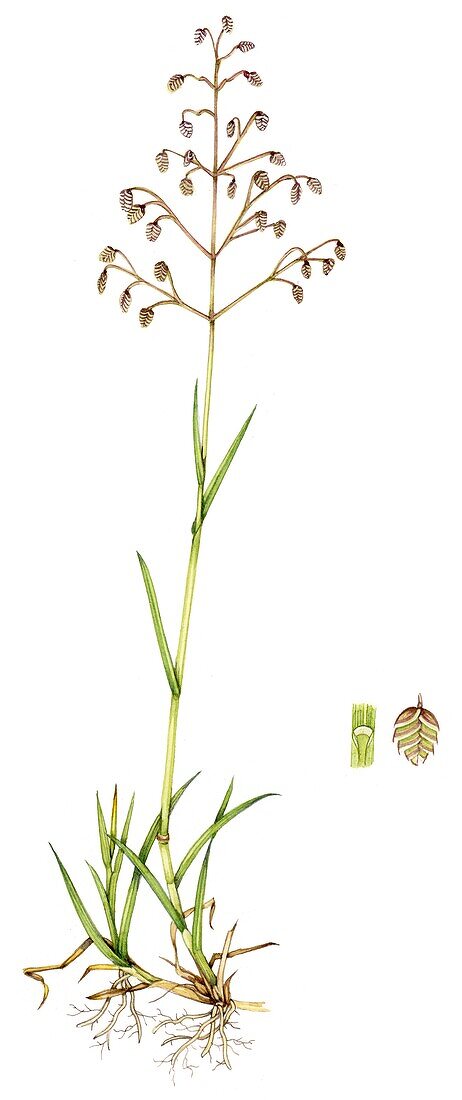 Quaking grass (Briza media), illustration