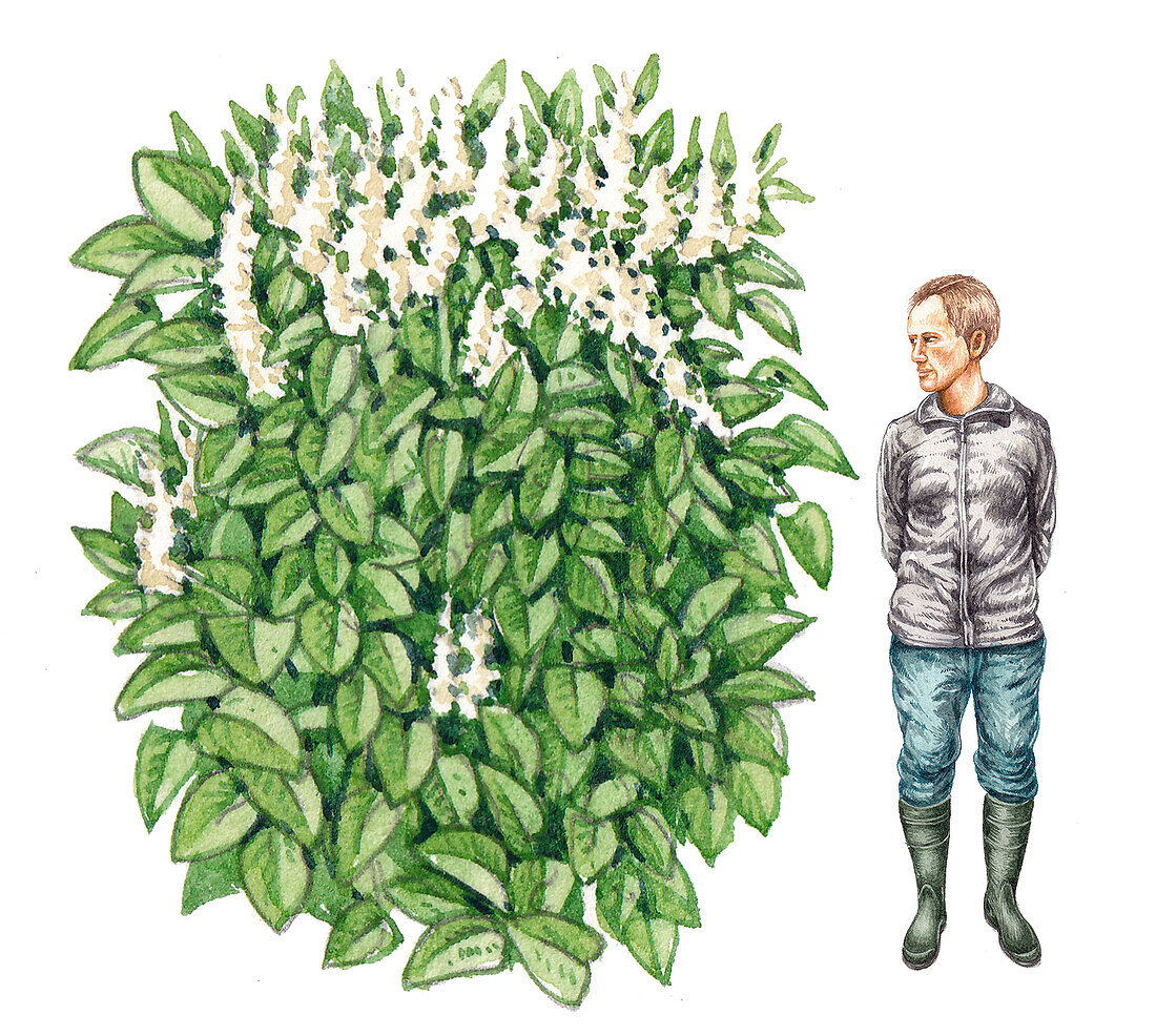 Japanese knotweed (Fallopia japonica), illustration