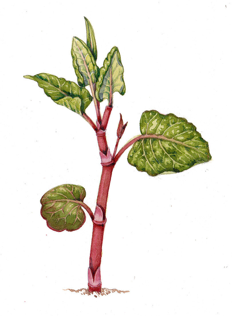 Japanese knotweed (Fallopia japonica) seedling, illustration