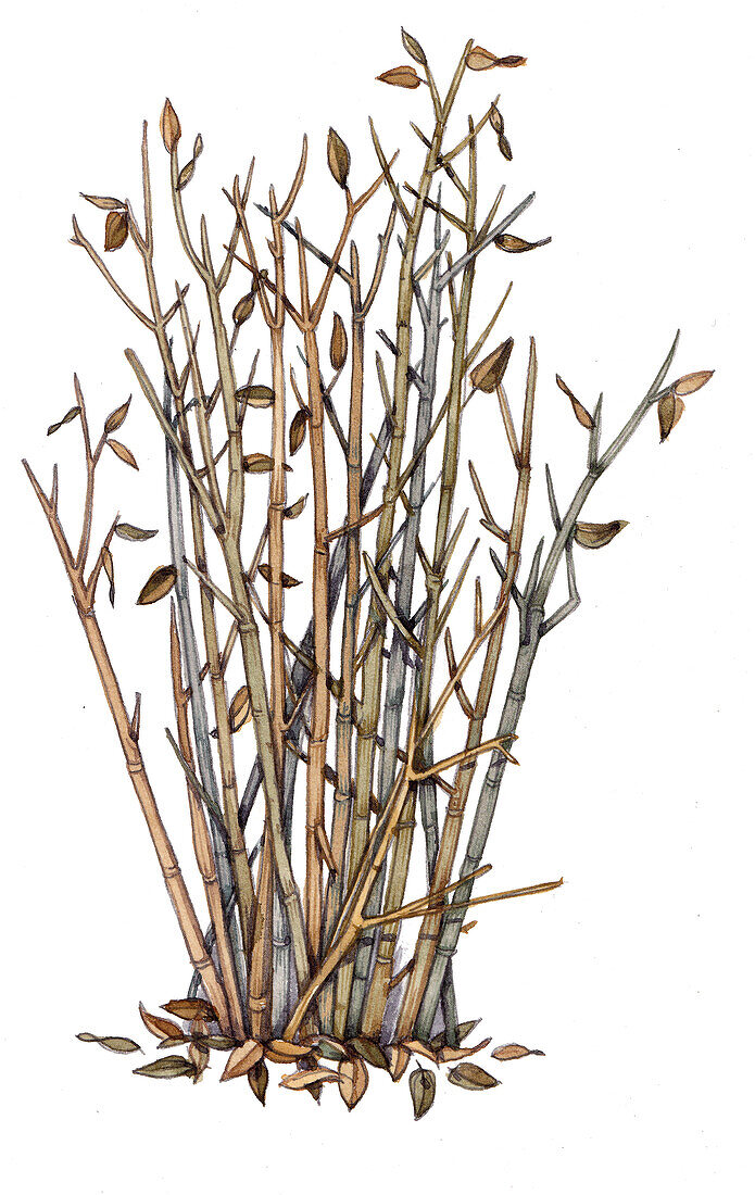 Japanese knotweed in winter, illustration