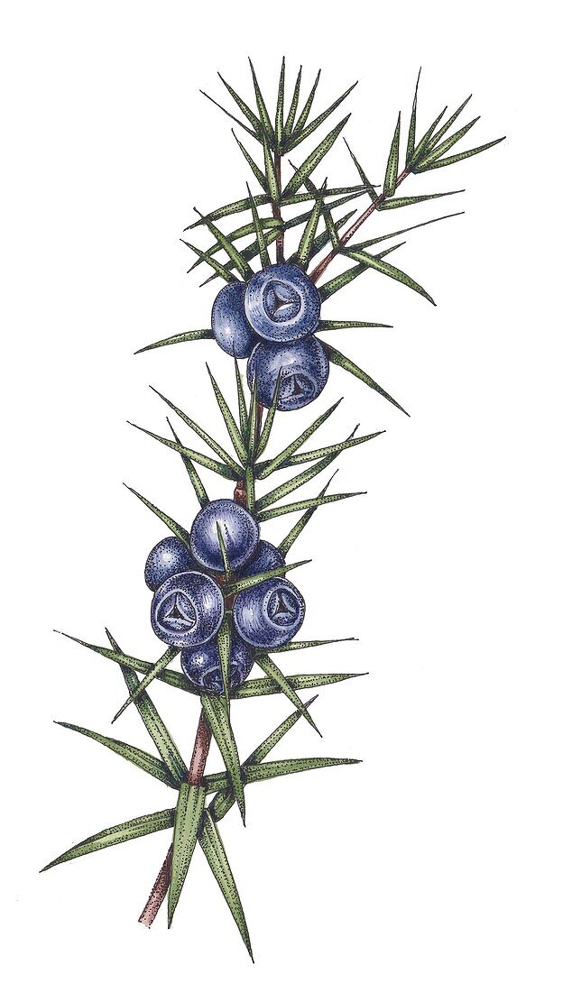 Juniper (Juniperus communis), illustration