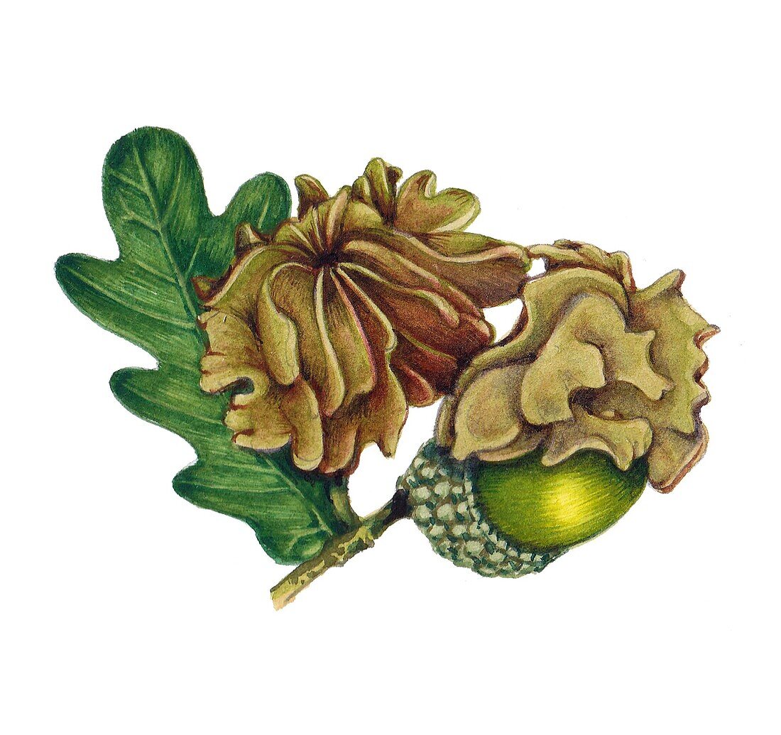 Knopper gall on common oak (Quercus robur), illustration