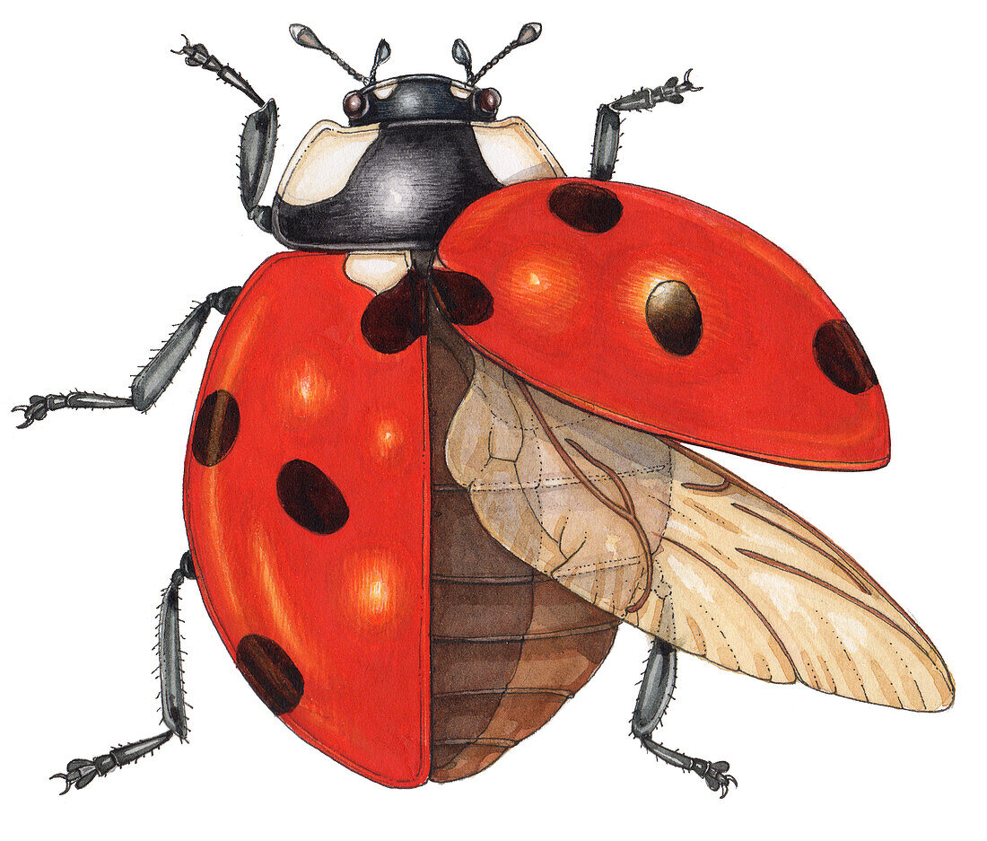 Ladybird, illustration