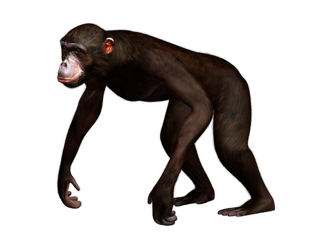 Dryopithecus extinct ape, illustration