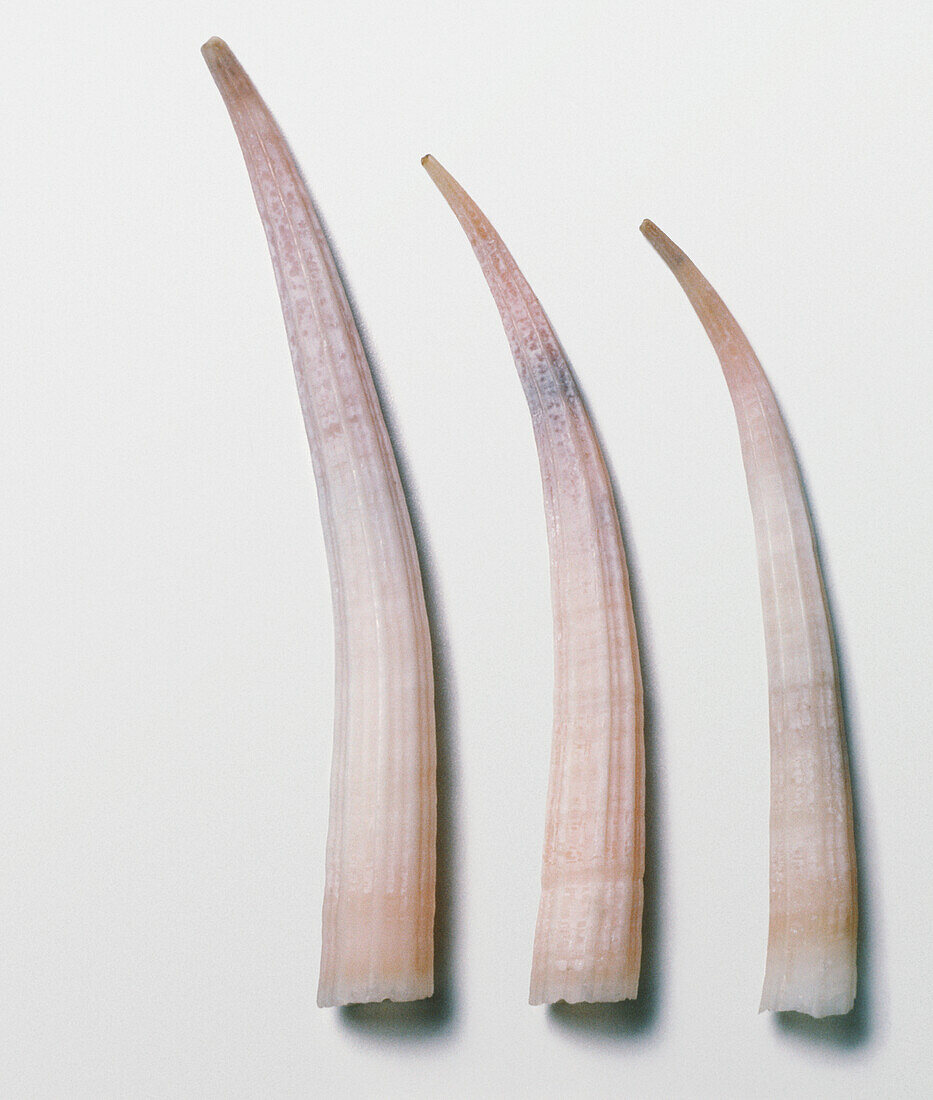 European tusk shells