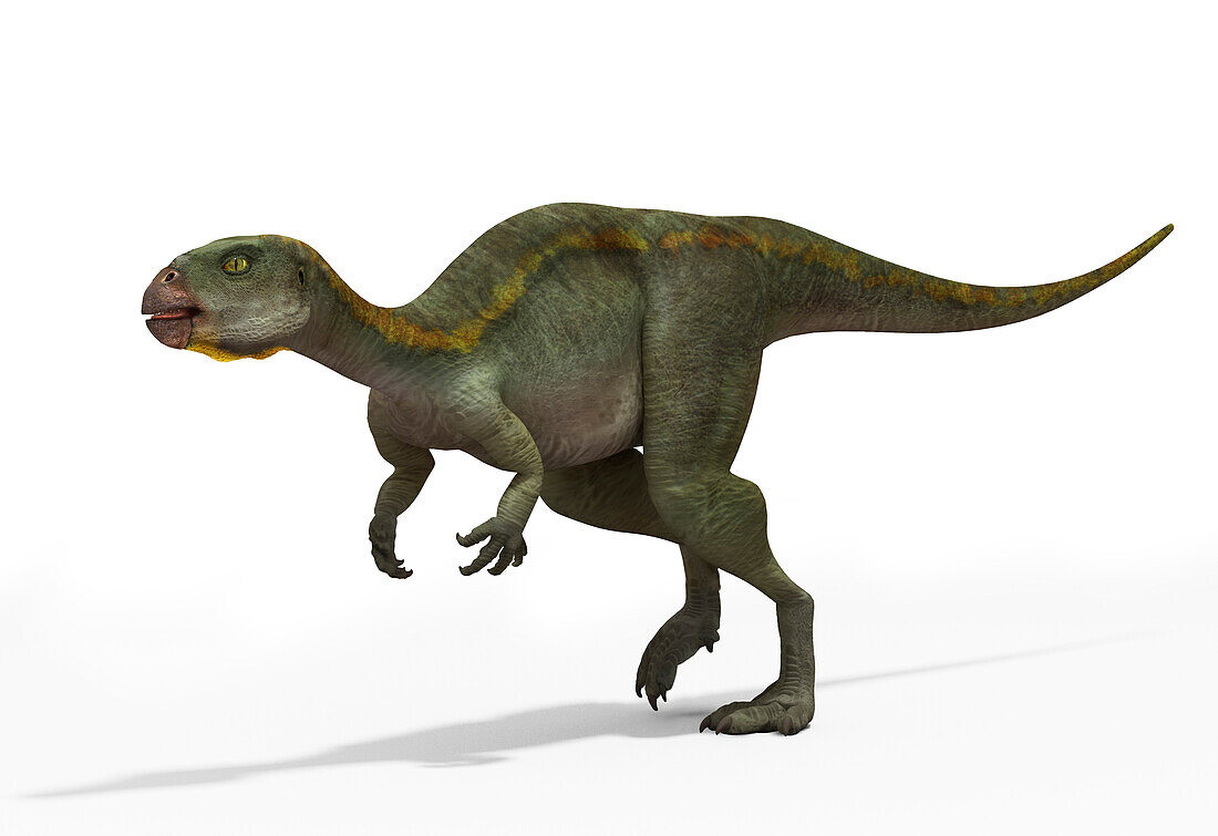 Othnielosaurus dinosaur, illustration