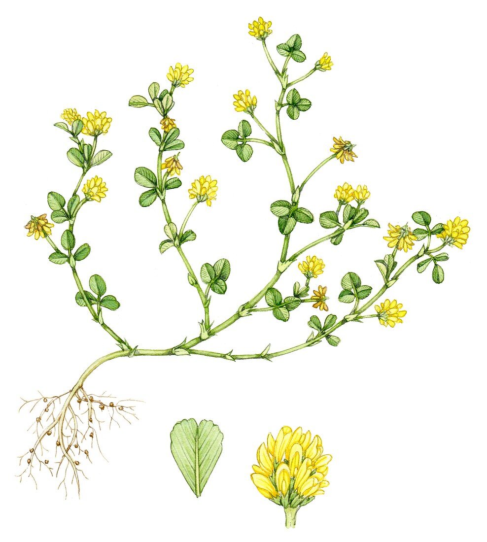 Lesser trefoil (Trifolium dubium), illustration
