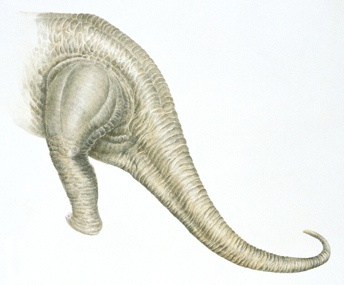 Sauropod tail, illustration