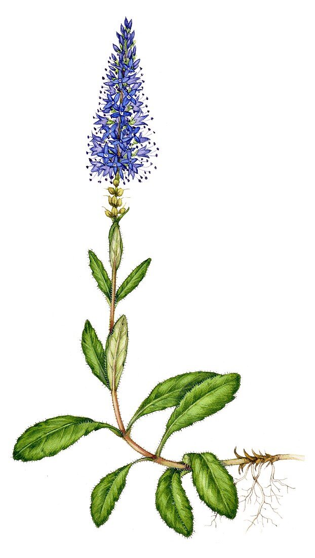 Spiked speedwell (Veronica spicata), illustration