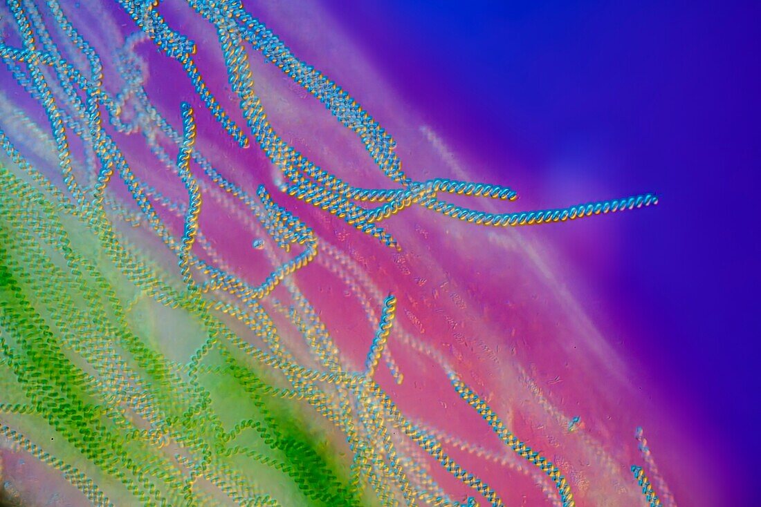 Spirulina cyanobacteria, light micrograph
