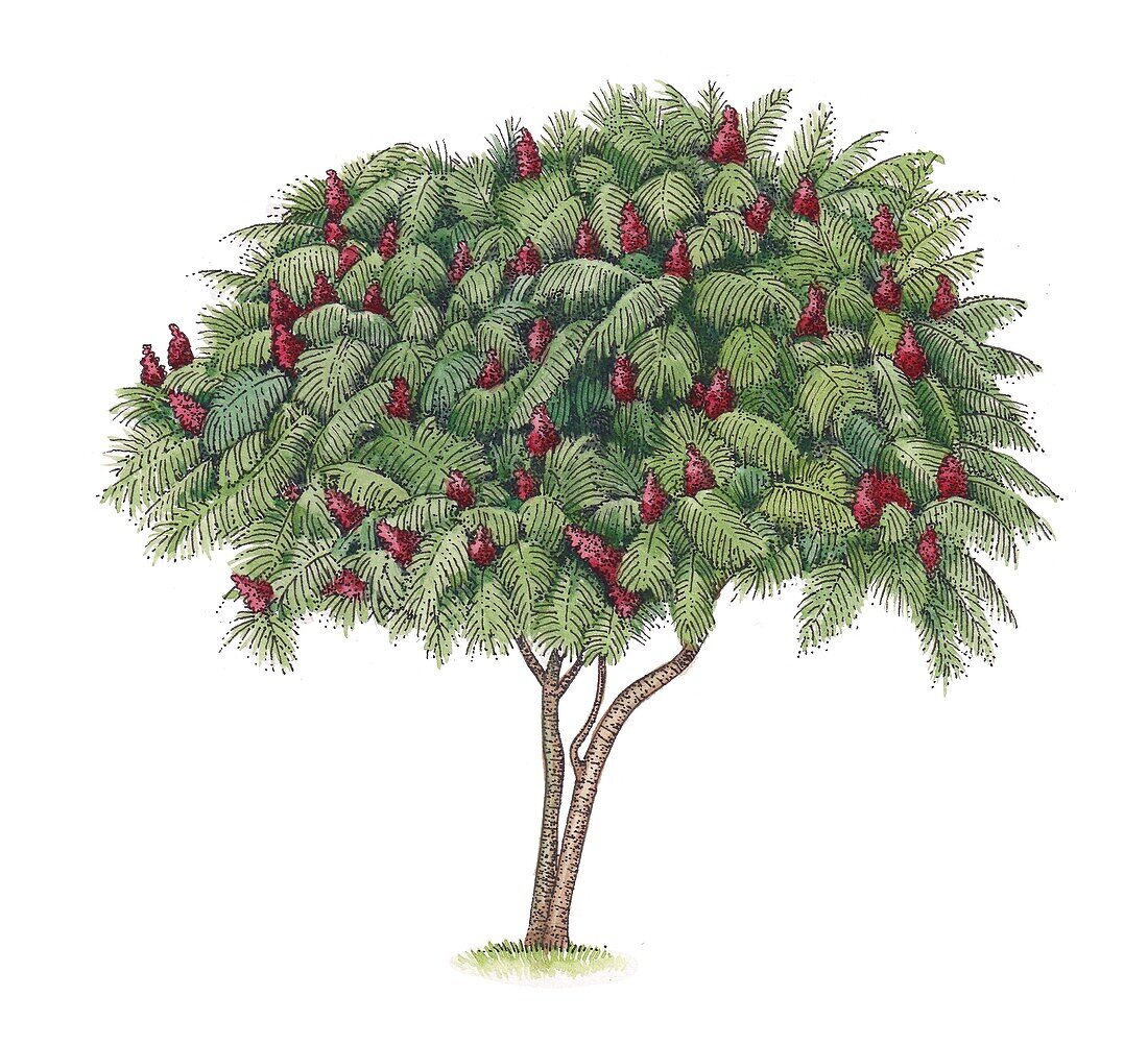 Staghorn sumac (Rhus typhina), illustration