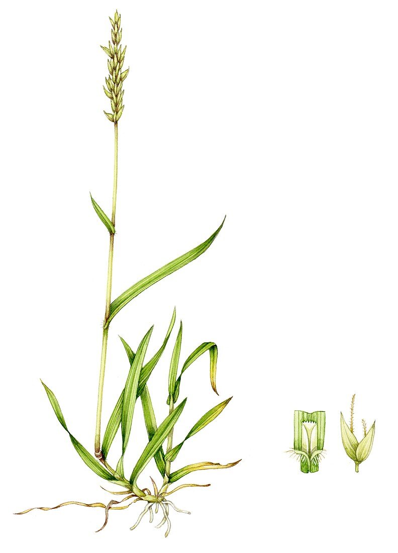 Sweet vernal grass (Anthoxum odoratum), illustration