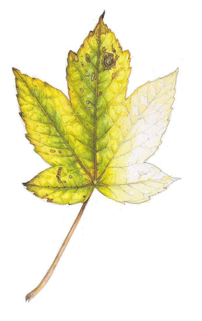 Sycamore maple (Acer pseudoplatanus) leaf, illustration