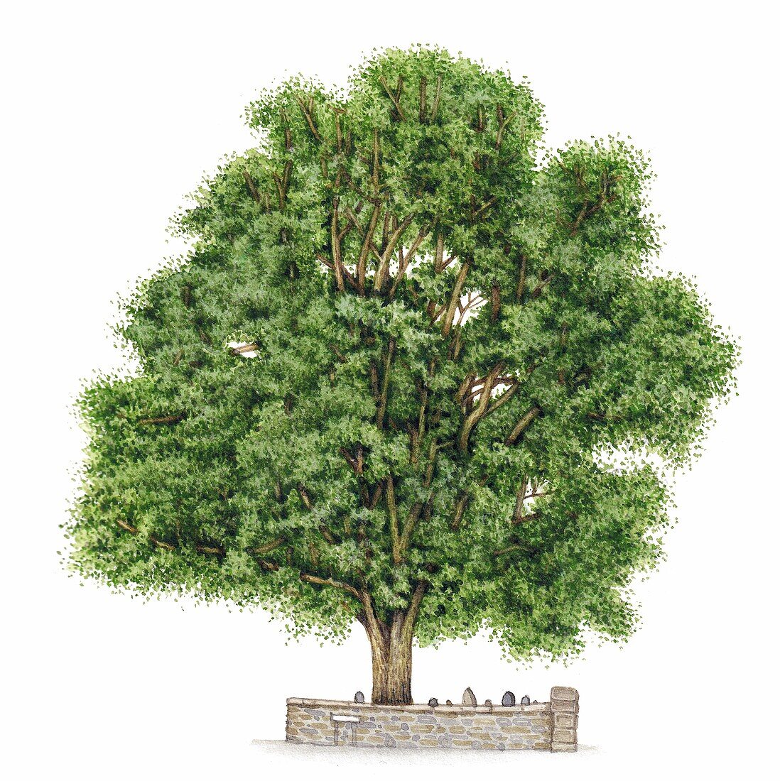 Sycamore tree (Acer pseudoplatanus), illustration