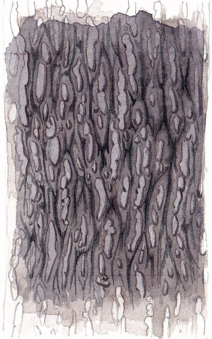 Tree of Heaven (Ailanthus altissima) bark, illustration