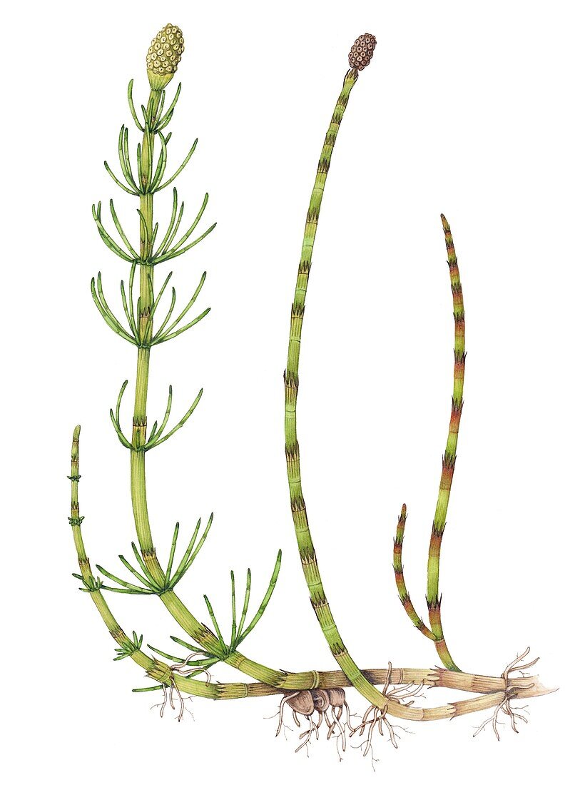 Water horsetail (Equisetum fluvatile), illustration