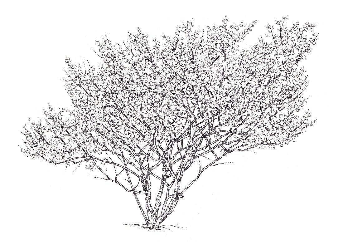 Witch hazel (Hamamelis virginiana) tree, illustration