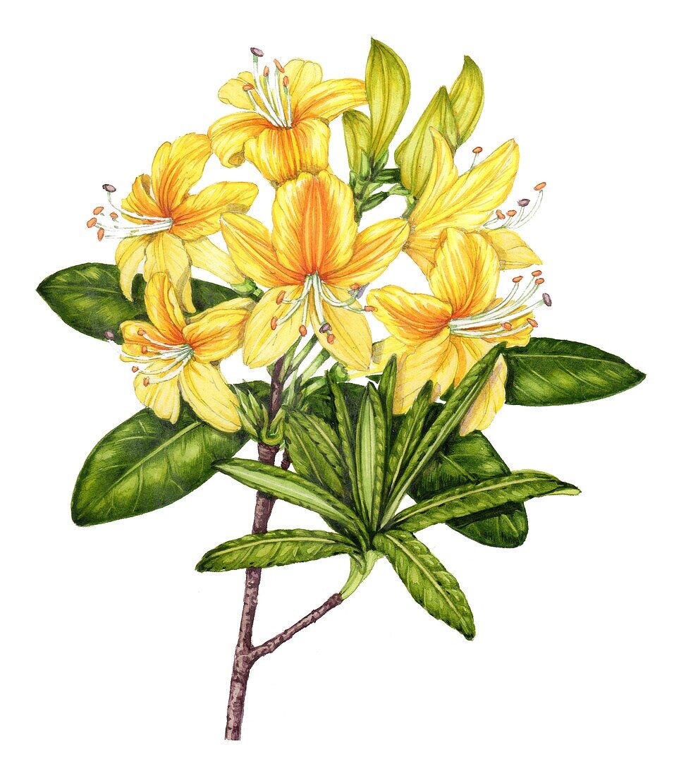 Yellow azalea (Rhododendron luteum), illustration