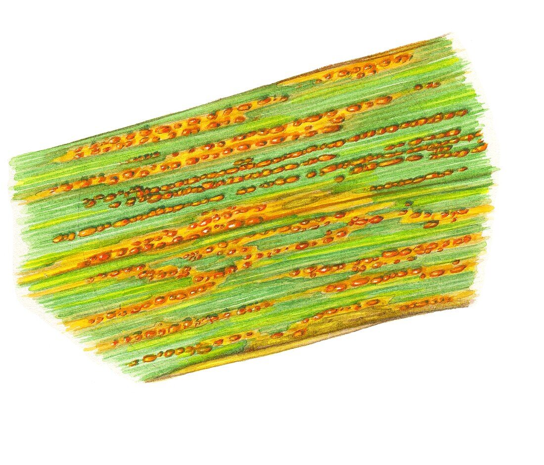 Yellow rust infected wheat leaf, illustration