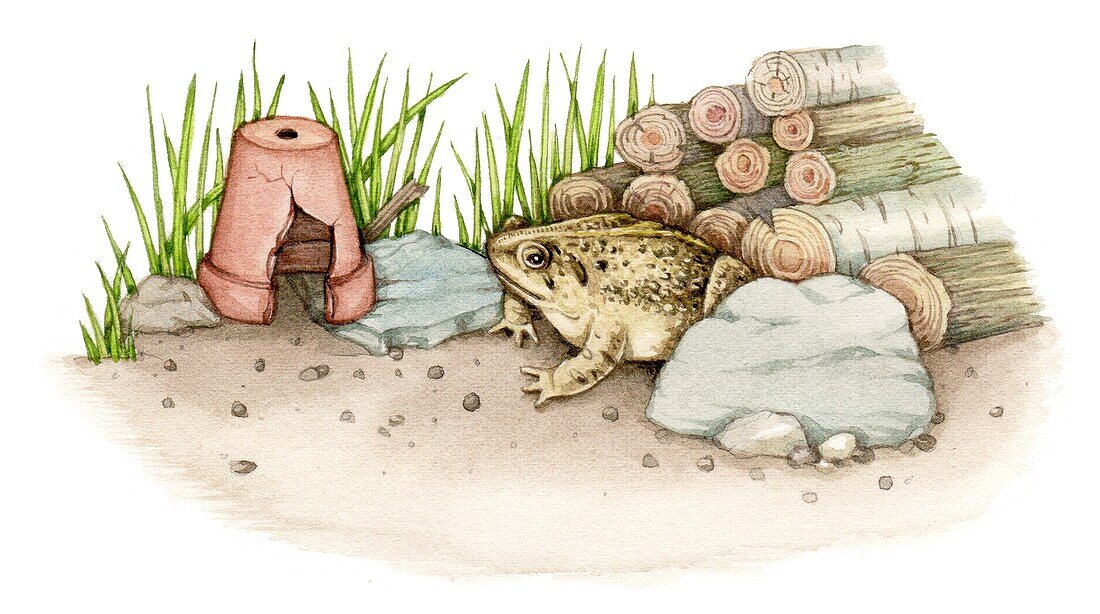 Toad in a wildlife garden, illustration