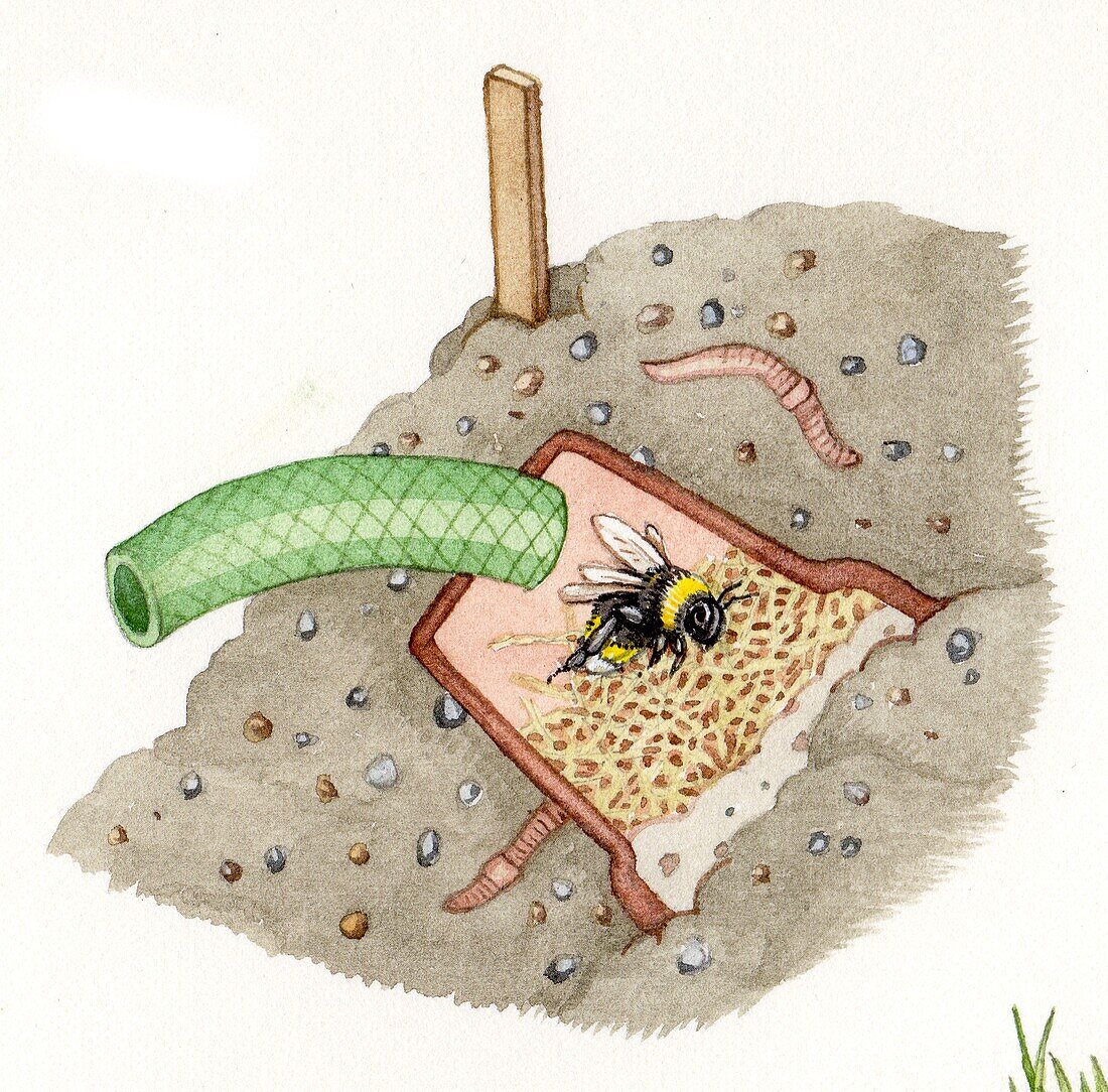 Wildlife home for a bumble bee, illustration