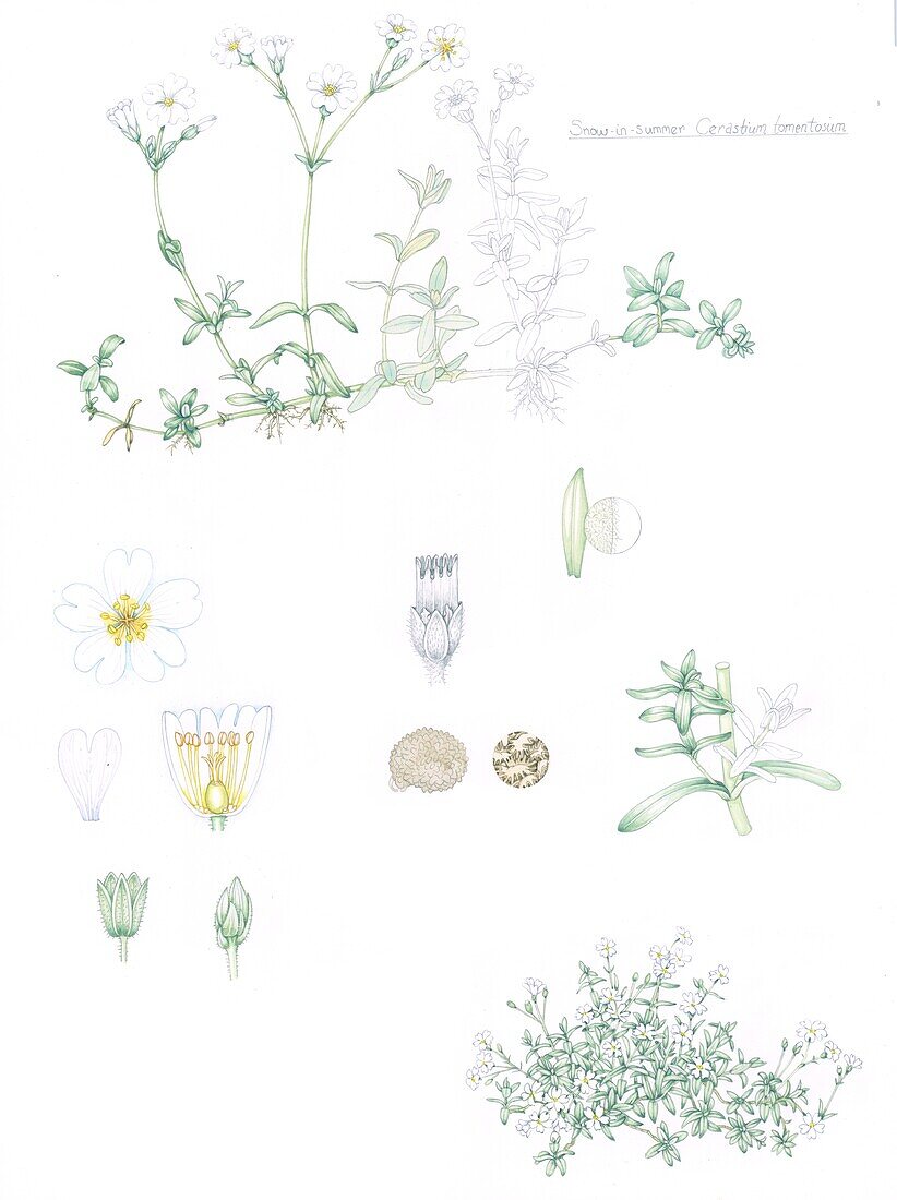 Snow-in-summer (Cerastium tomentosum), illustration