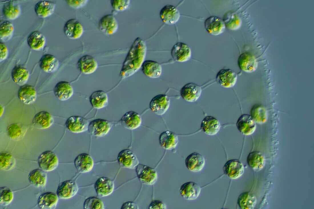 Volvox sp., green algae, light micrograph