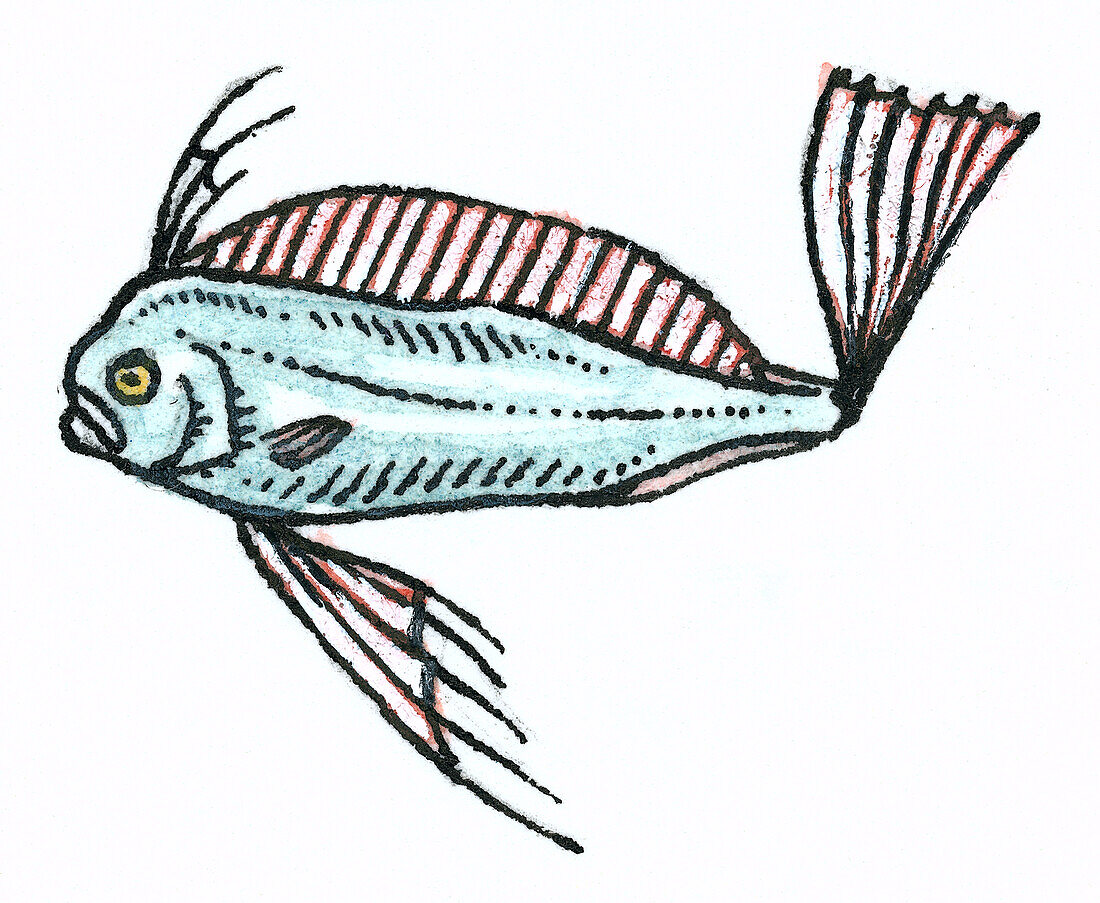 Adolescent dealfish, illustration