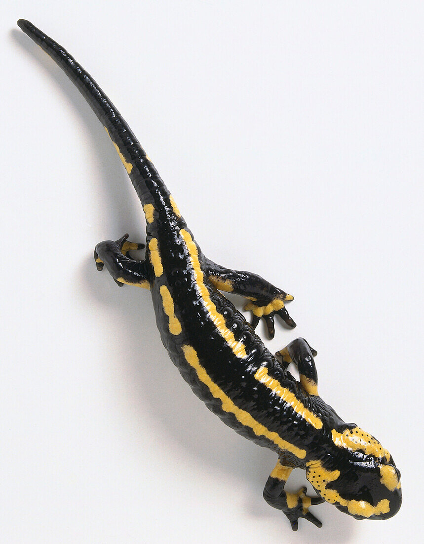 European fire salamander