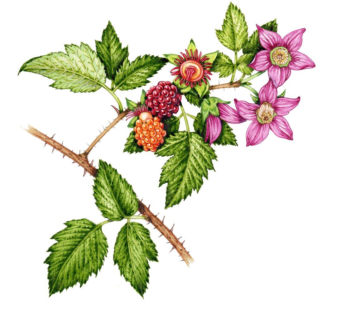 Salmonberry (Rubus spectabilis), illustration