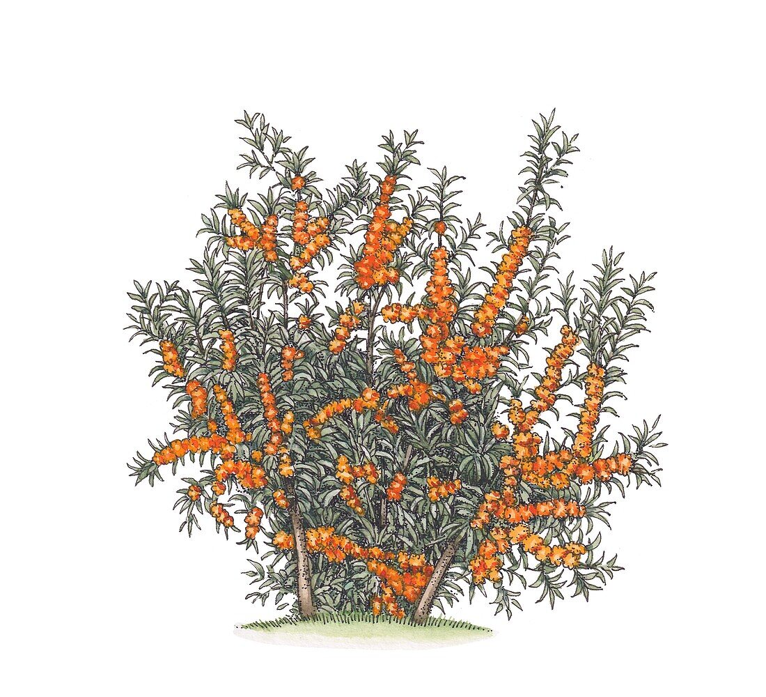 Sea buckthorn (Hippophae rhamnoides) shrub, illustration