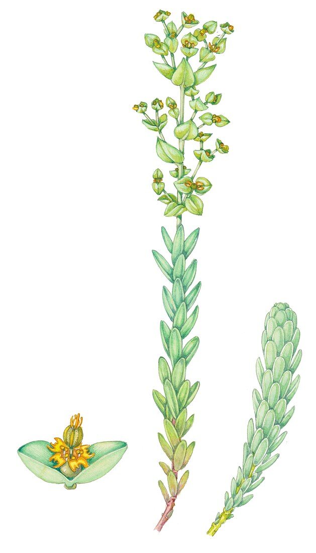 Sea spurge (Euphorbia paralias), illustration