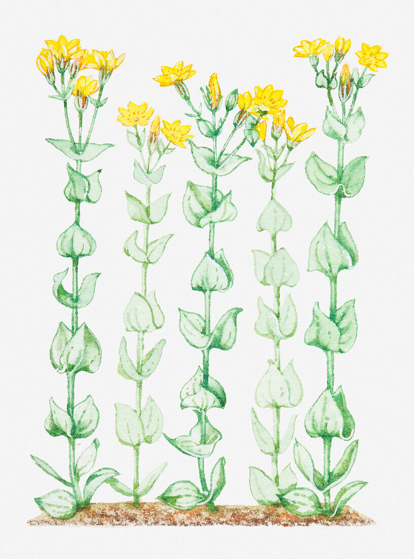 Yellow-wort (Blackstonia perfoliata), illustration