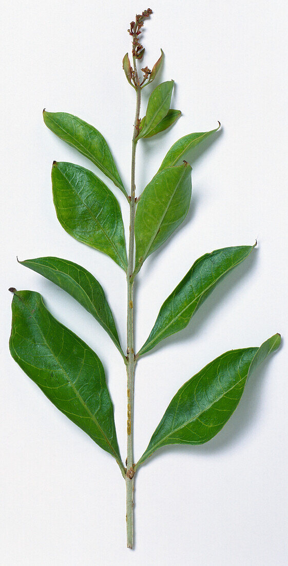Henna (Lawsonia inermis)