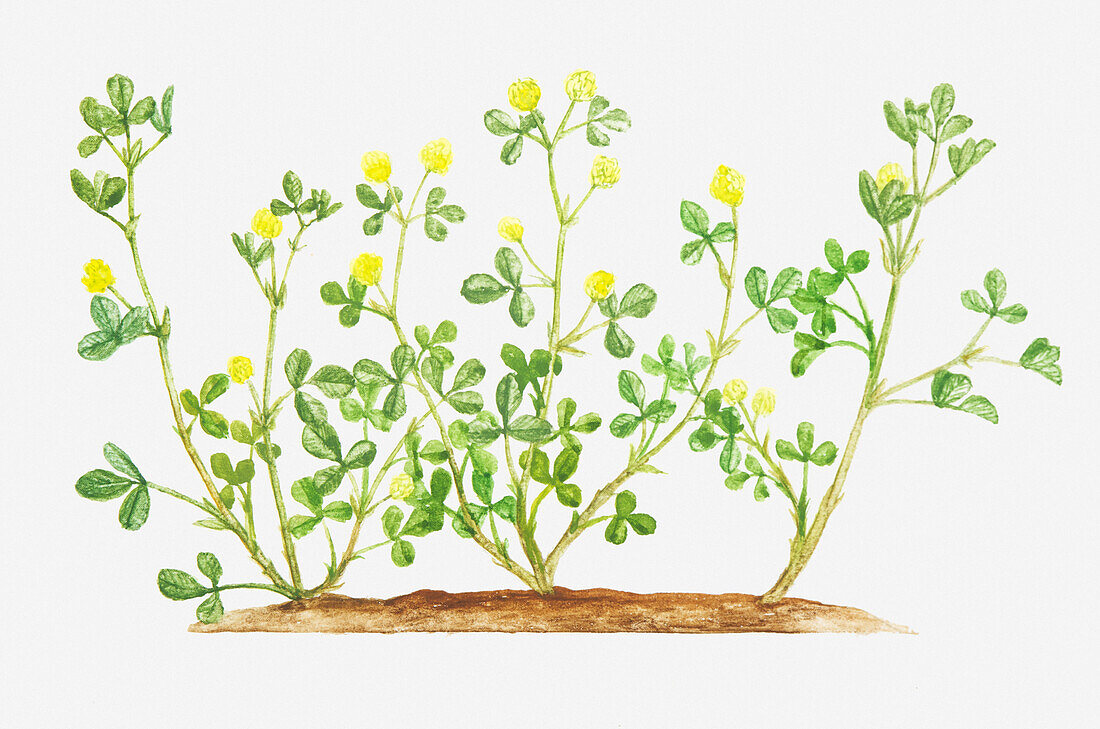 Hop trefoil (Trifolium campestre), illustration