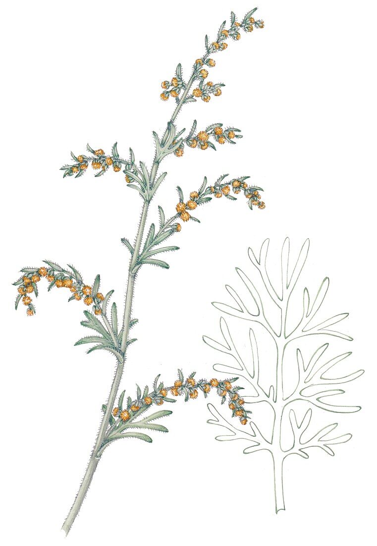 Sea wormwood (Artemisia maritima), illustration