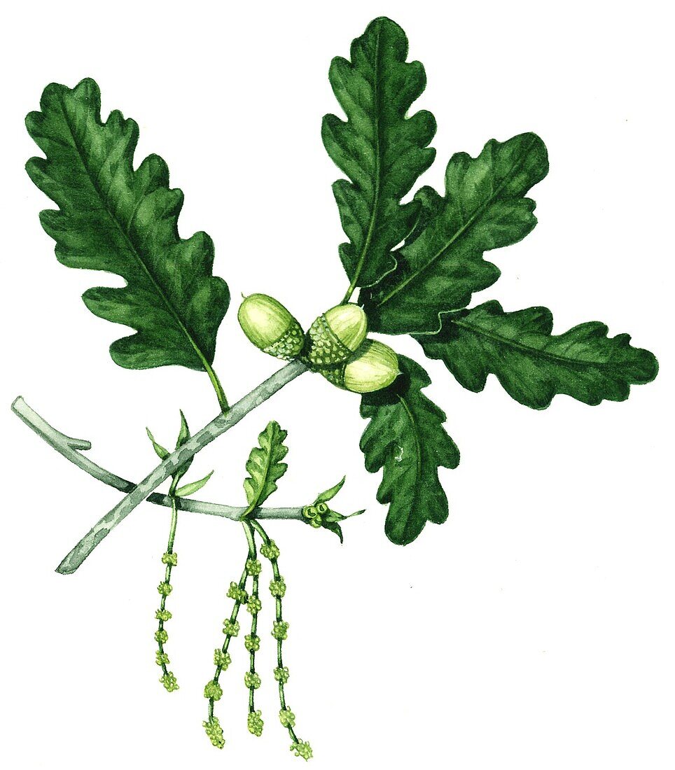 Sessile oak (Quercus petraea), illustration